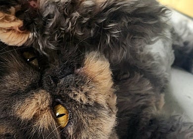 Fluffy cat relaxing at Paw Prints Pet Services, Brisbane, AU, showcasing quality pet care.