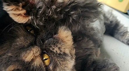 Fluffy cat relaxing at Paw Prints Pet Services, Brisbane, AU, showcasing quality pet care.