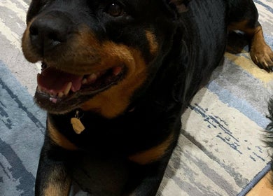 Cheerful dog relaxing at Paw Prints Pet Services, Brisbane, AU, showcasing their warm pet-friendly environment.