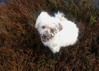 Happy dog playing in the mud at Paw Prints Pet Services, Brisbane, AU. Perfect pet grooming and care services.