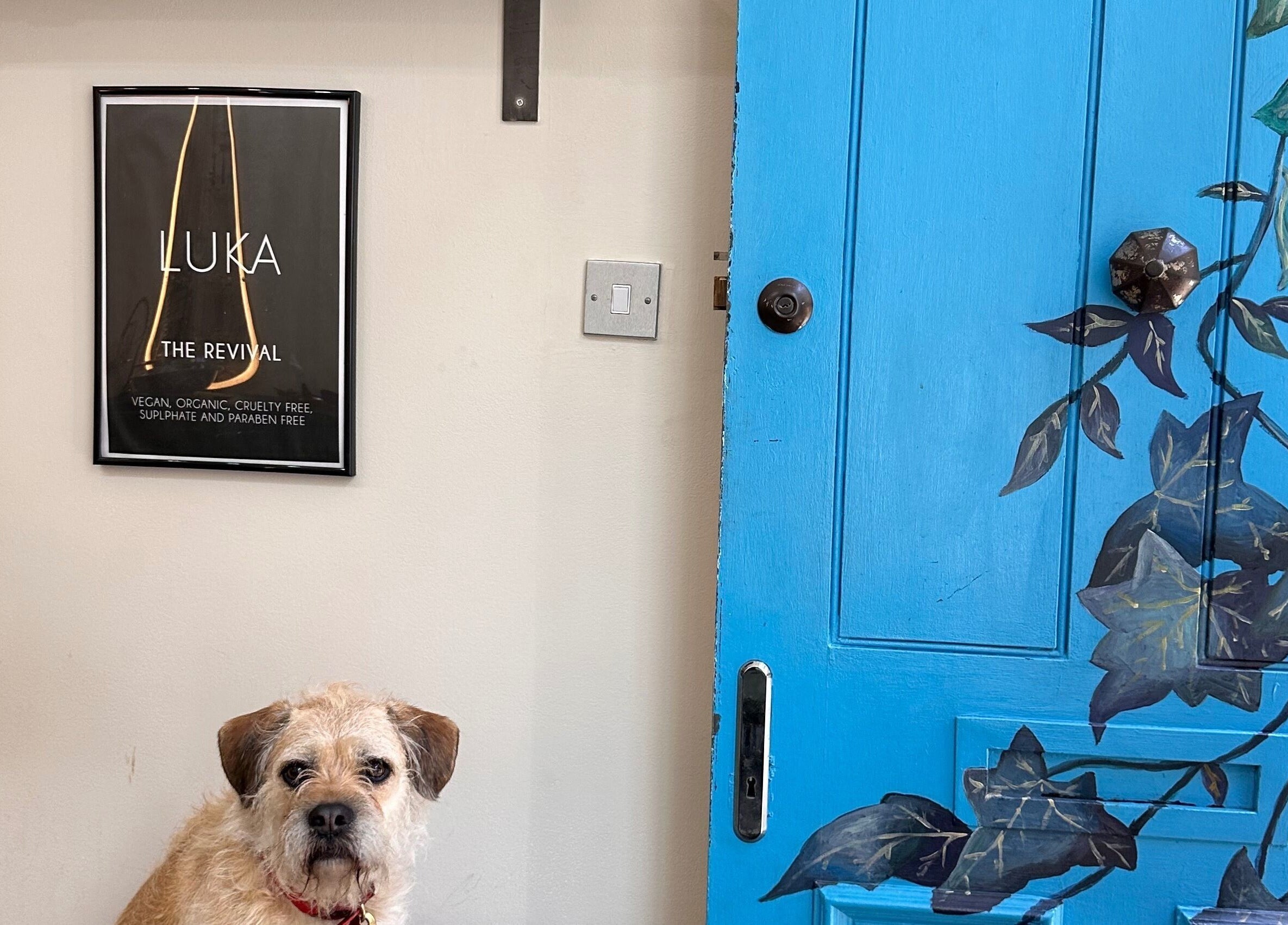 Welcoming interior of Luka Day Spa Salon, London, England, GB with a vibrant blue door and a friendly dog.