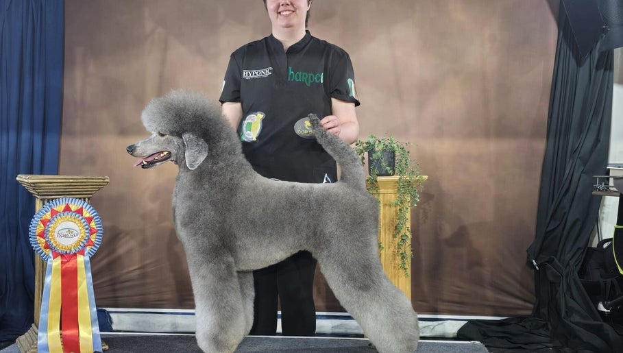 Laura’s Dog Styling image 1