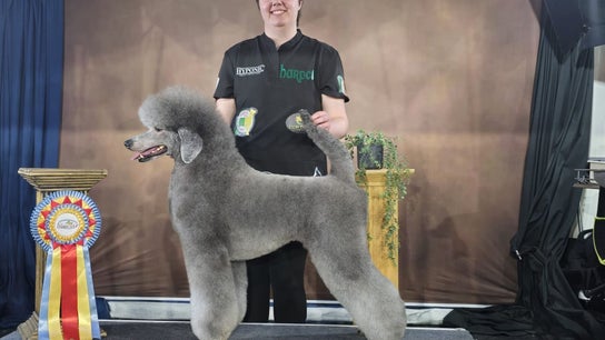 Laura’s Dog Styling
