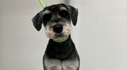 Laura’s Dog Styling image 3
