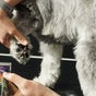 Mutts Be Nice Home Salon