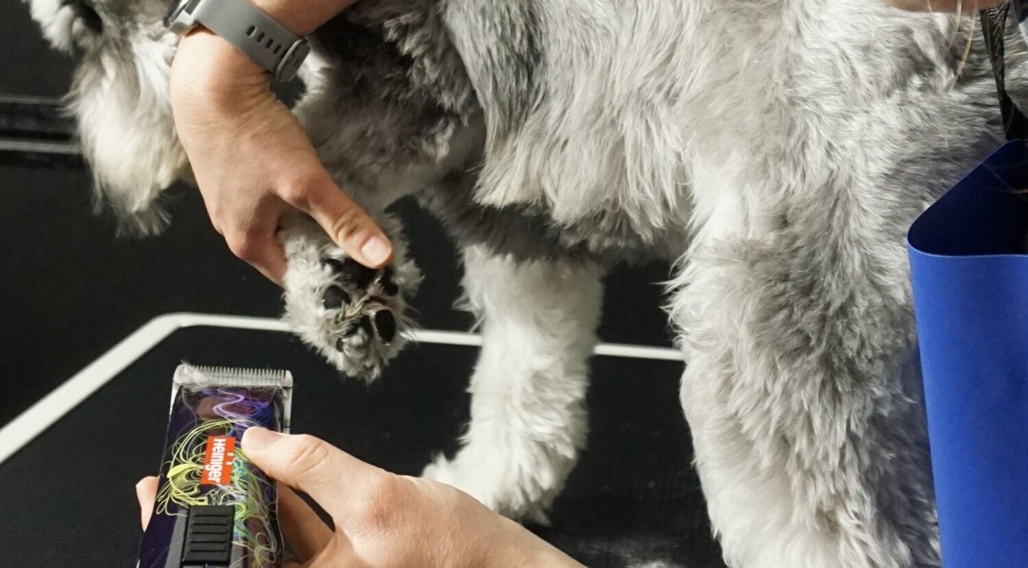 Dog grooming at Mutts Be Nice Home Salon in Christchurch, Canterbury Region, NZ.