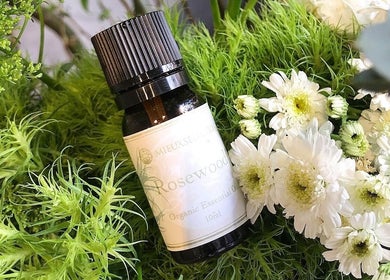 Rosewood essential oil with white flowers at Kea Forest, Korora, New South Wales, AU.