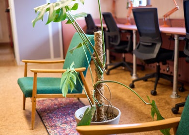 Welcoming office space at South London Chiropractic: East Dulwich, London, England, GB with green chairs and a plant.