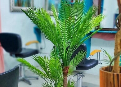 Relaxing salon interior with lush plants at Renew Beauty Institute, Saint George's, Saint George, GD.