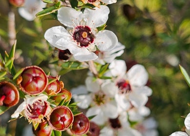 Manuka flowers near Wai Ora Spa Therapies Tohoraha Clinic Pukenui, Northland Region, NZ.