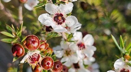 Manuka flowers near Wai Ora Spa Therapies Tohoraha Clinic Pukenui, Northland Region, NZ.