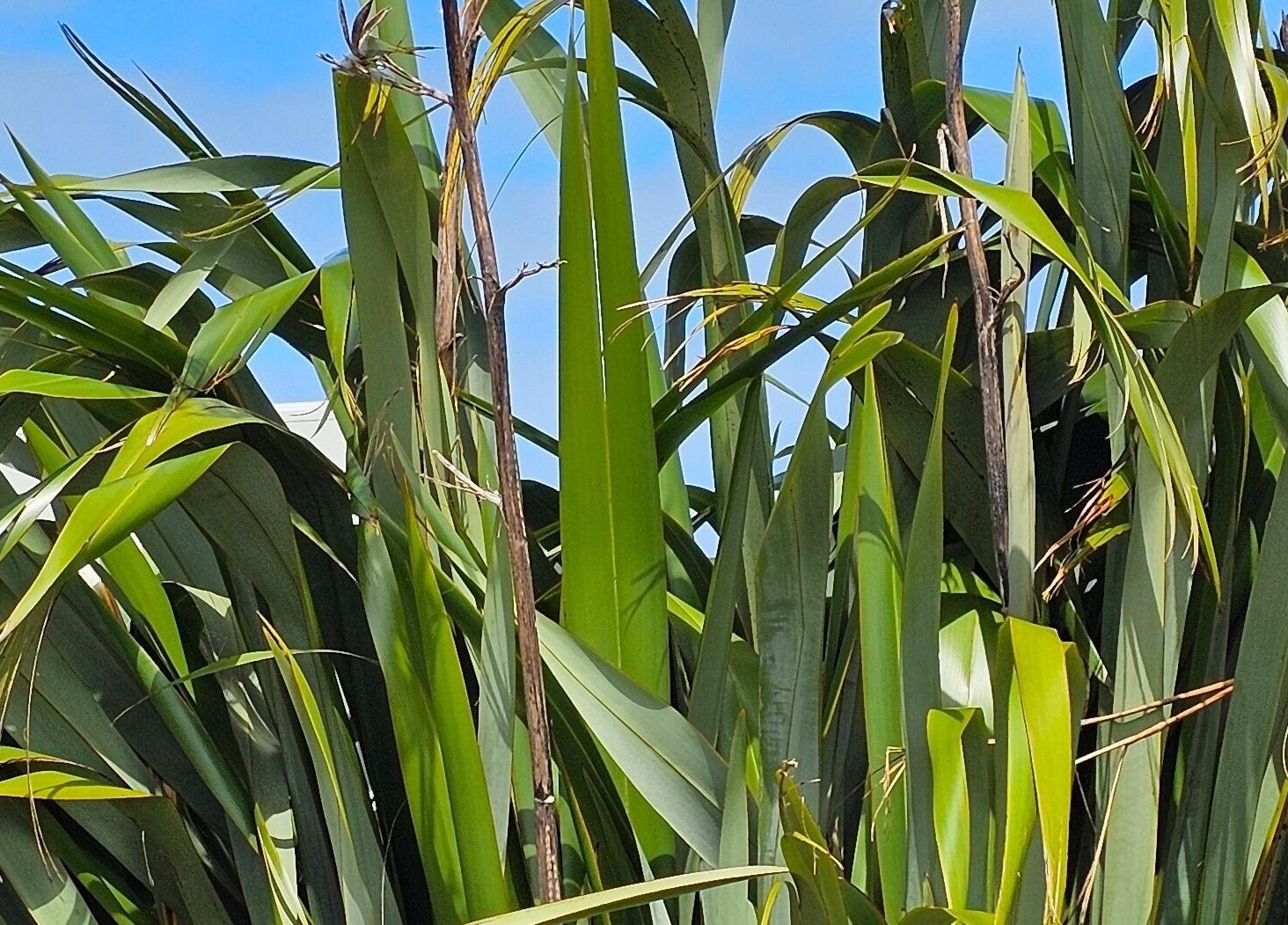 Lush green flax plants at Wai Ora Spa Therapies in Pukenui, Northland Region, NZ.