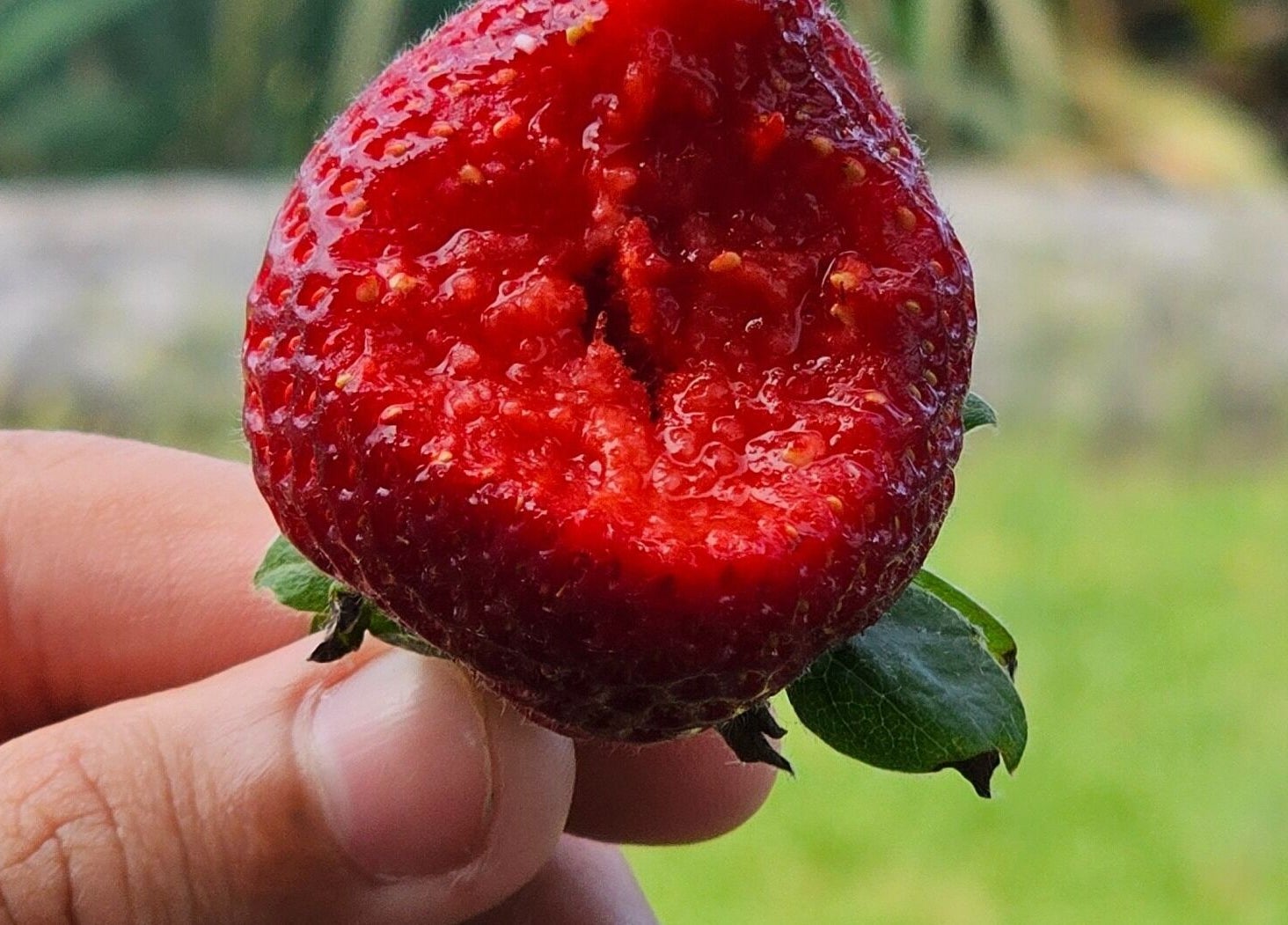 Close-up of a bitten strawberry at Wai Ora Spa Therapies, Pukenui, Northland Region, NZ, symbolizing freshness.