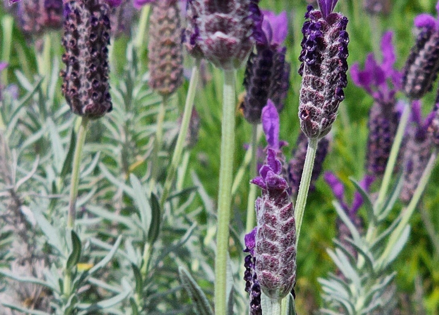Blooming lavender plants at Wai Ora Spa Therapies, Pukenui, Northland Region, NZ, offering a serene ambiance.