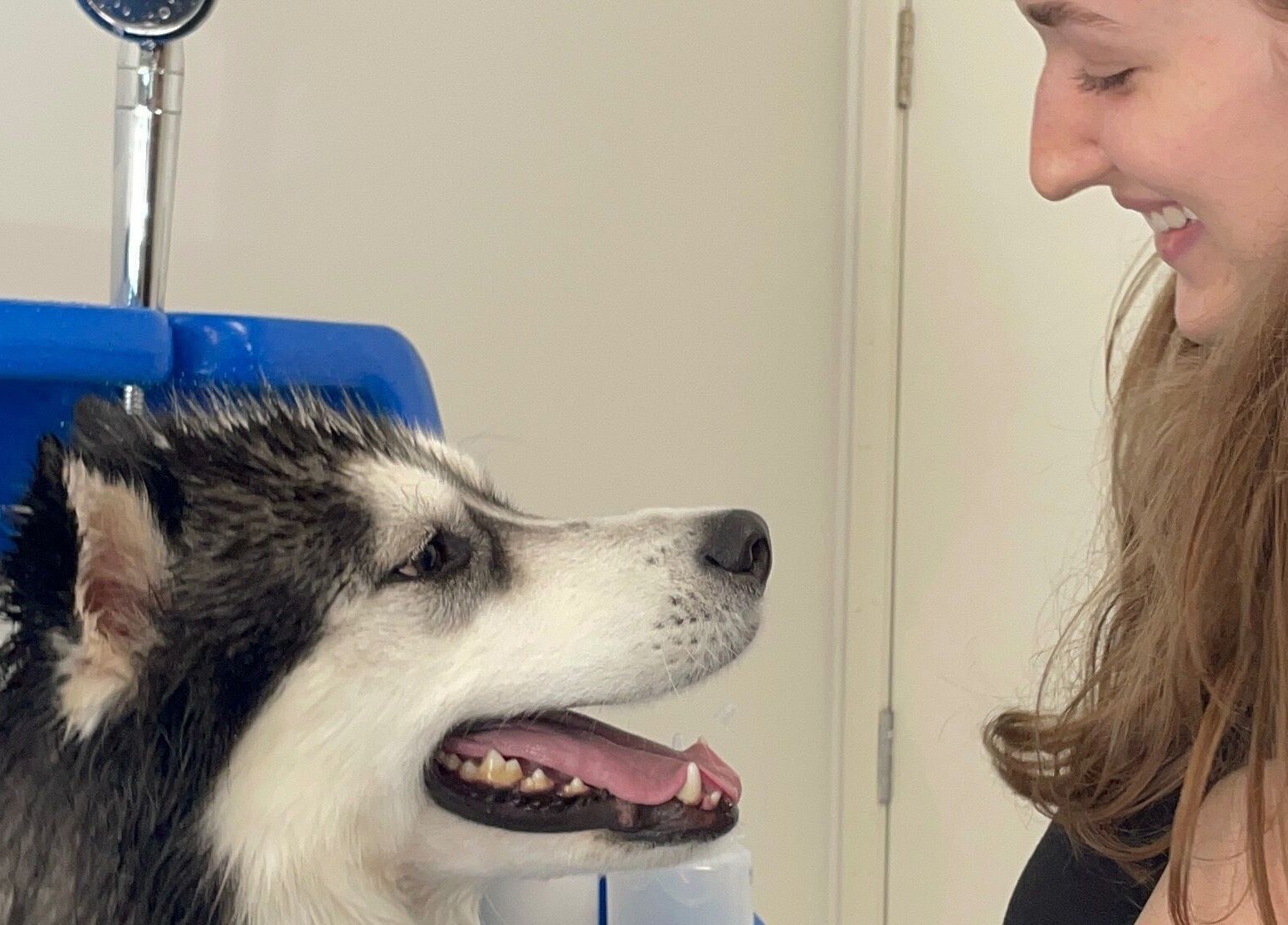 Groomer smiling at a happy dog during a wash at Salty Dogs Kingscliff, Kingscliff, New South Wales, AU.