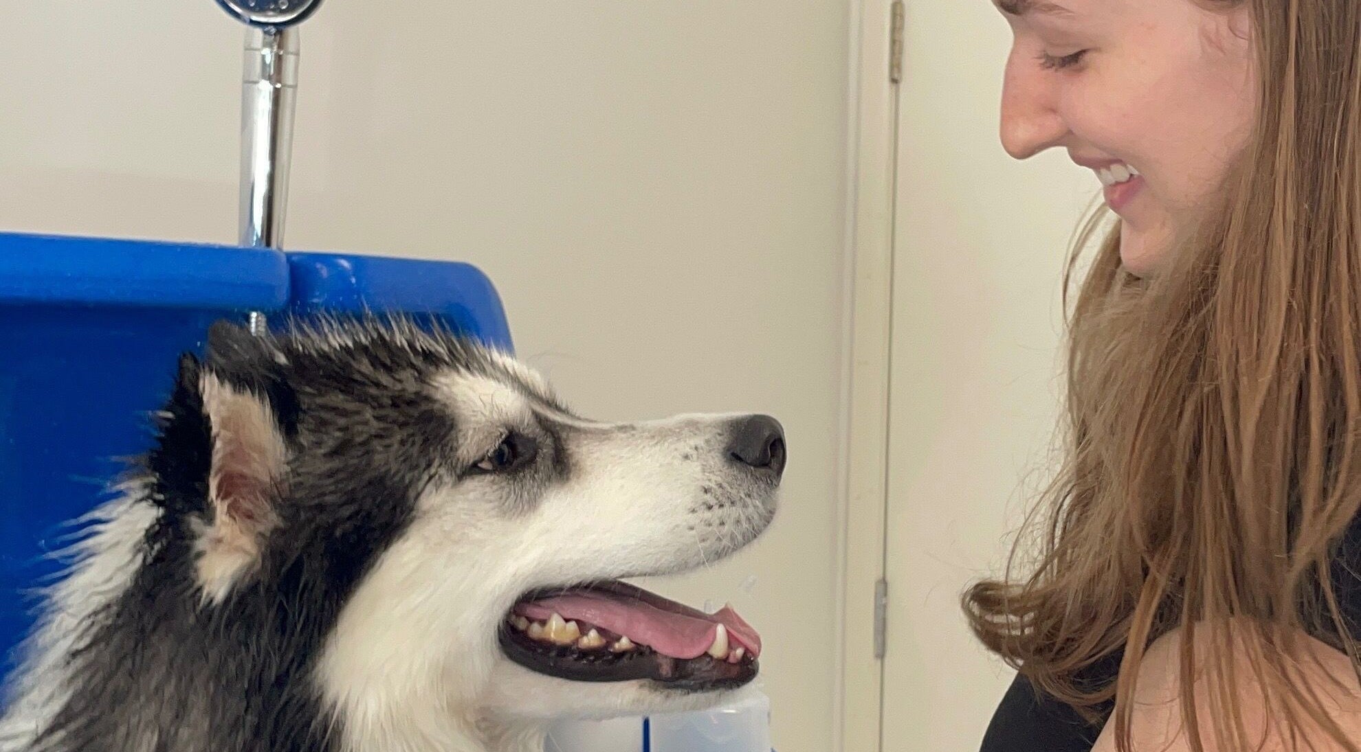 Groomer smiling at a happy dog during a wash at Salty Dogs Kingscliff, Kingscliff, New South Wales, AU.
