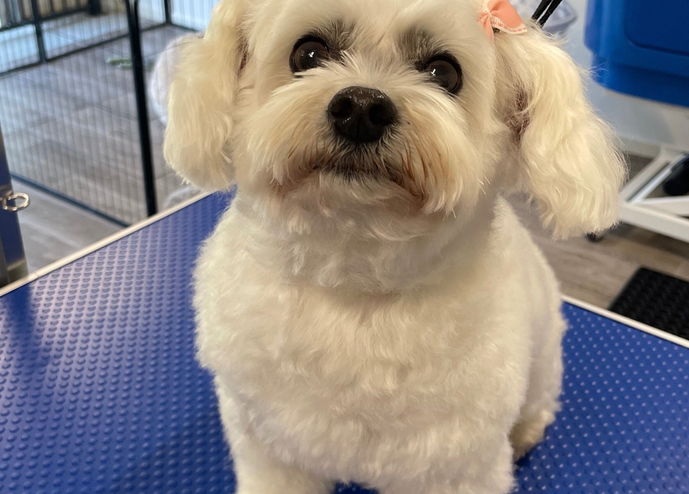 Adorable fluffy dog groomed at Salty Dogs Kingscliff, Kingscliff, New South Wales, AU.