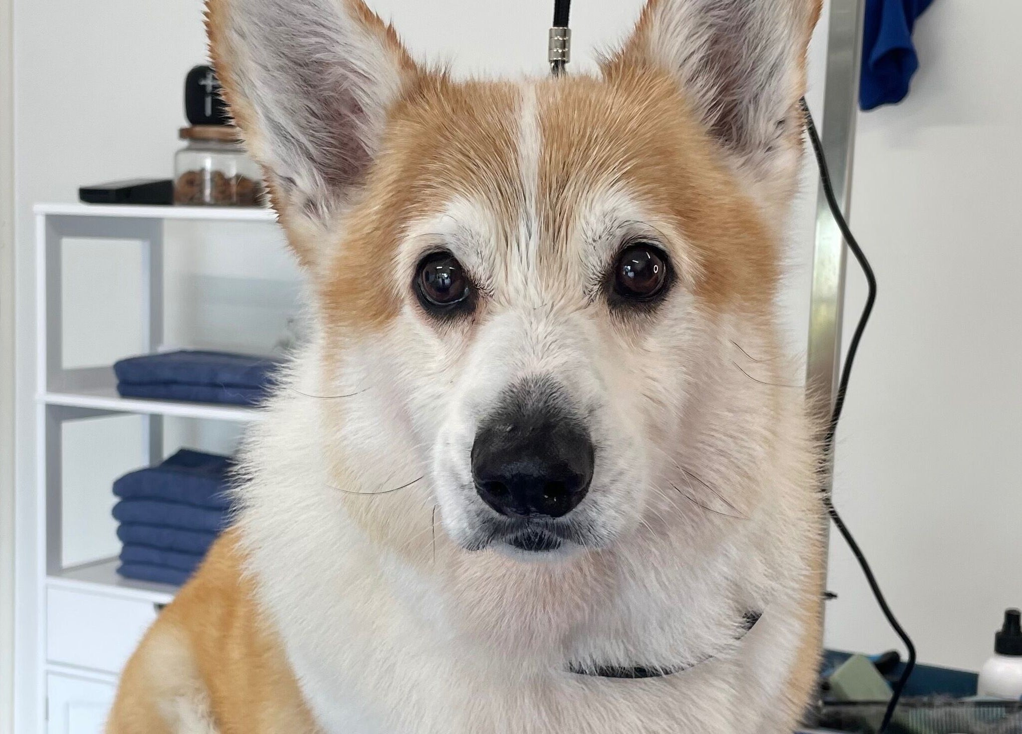 Cute dog groomed at Salty Dogs Kingscliff in Kingscliff, New South Wales, AU.