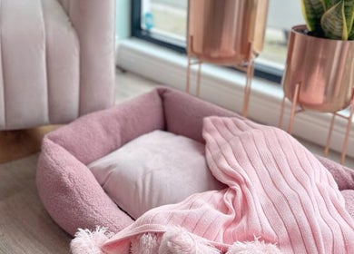 Pet bed and plant in relaxing corner at Micro Glow PMU, London, England, GB.