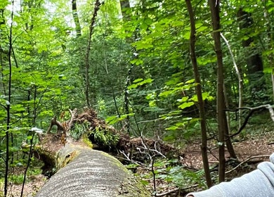 Scenic forest view at Linden & Light Therapy @Naturality Wellness, Berkhamsted, England, GB with lush green trees.
