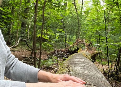 Visitor enjoying tranquil forest at Linden & Light @ The Shop of Magical Requirements, Aylesbury, England, GB.