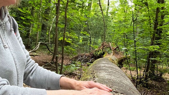 Visitor enjoying tranquil forest at Linden & Light @ The Shop of Magical Requirements, Aylesbury, England, GB.