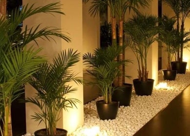 Lush indoor plants at Aura Velour Therapeutic Spa, San Fernando City embodied a tranquil retreat setting.