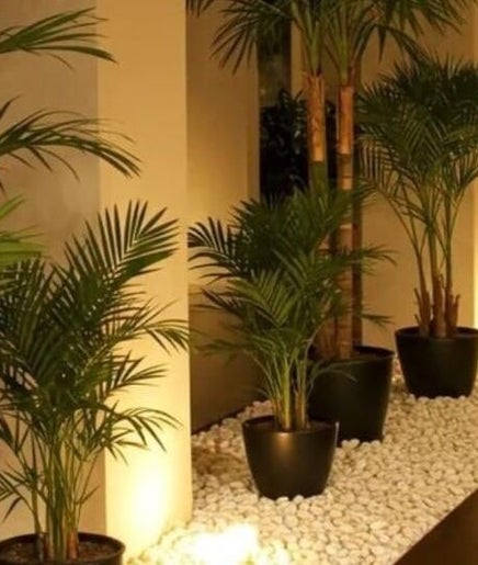 Lush indoor plants at Aura Velour Therapeutic Spa, San Fernando City embodied a tranquil retreat setting.