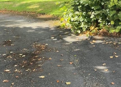 Sunny pathway surrounded by lush greenery at Stripped Beauty, Basingstoke, England, GB.