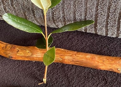 Wooden stick and vibrant green leaves at Mirimiri Mai Rā, Rotorua, Bay Of Plenty Region, NZ.