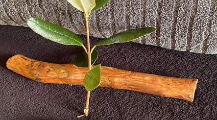 Wooden stick and vibrant green leaves at Mirimiri Mai Rā, Rotorua, Bay Of Plenty Region, NZ.