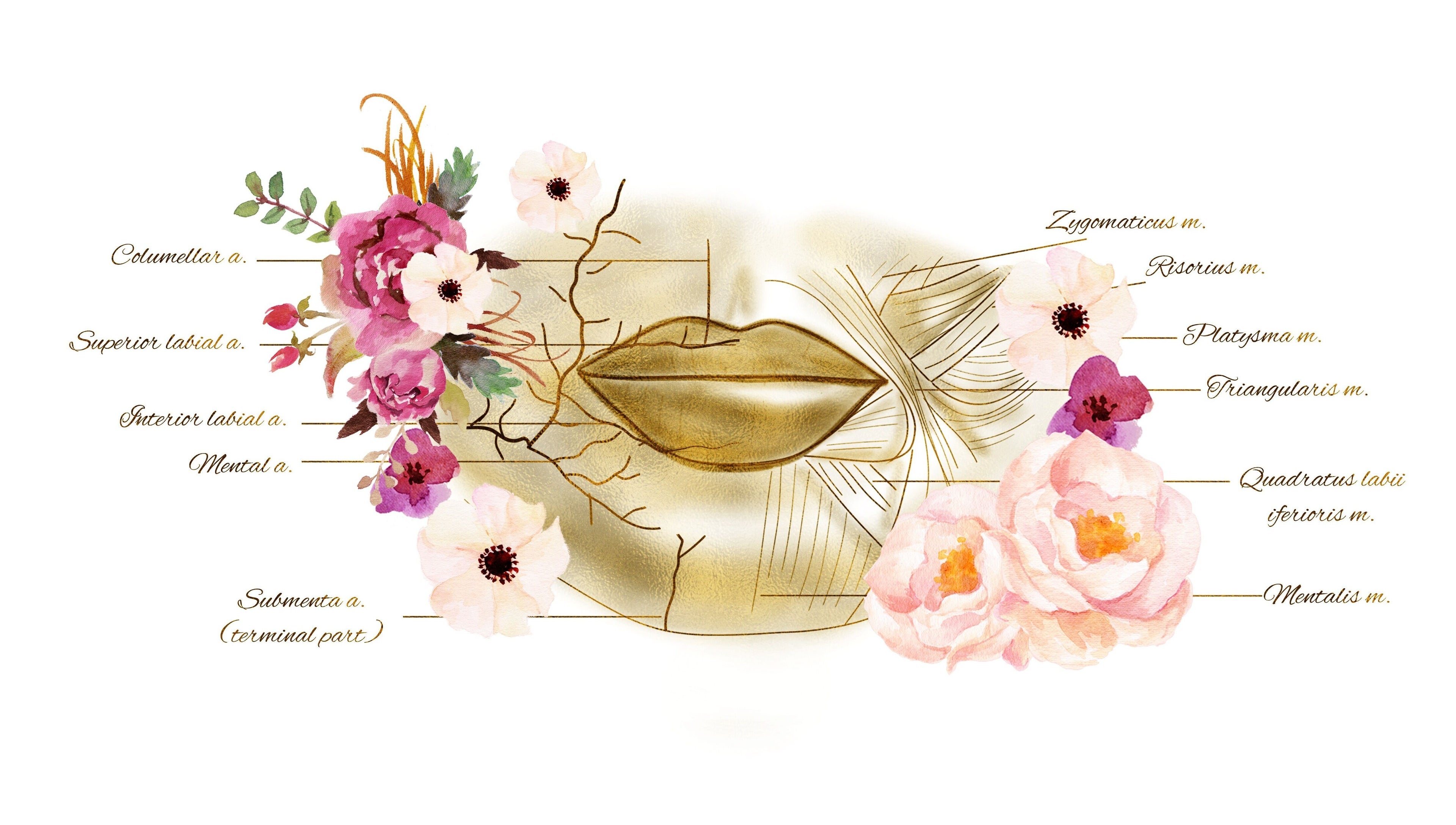 Artistic depiction of lip anatomy with floral elements at Flawless Faces By Pamela, County Meath, County Meath, IE.