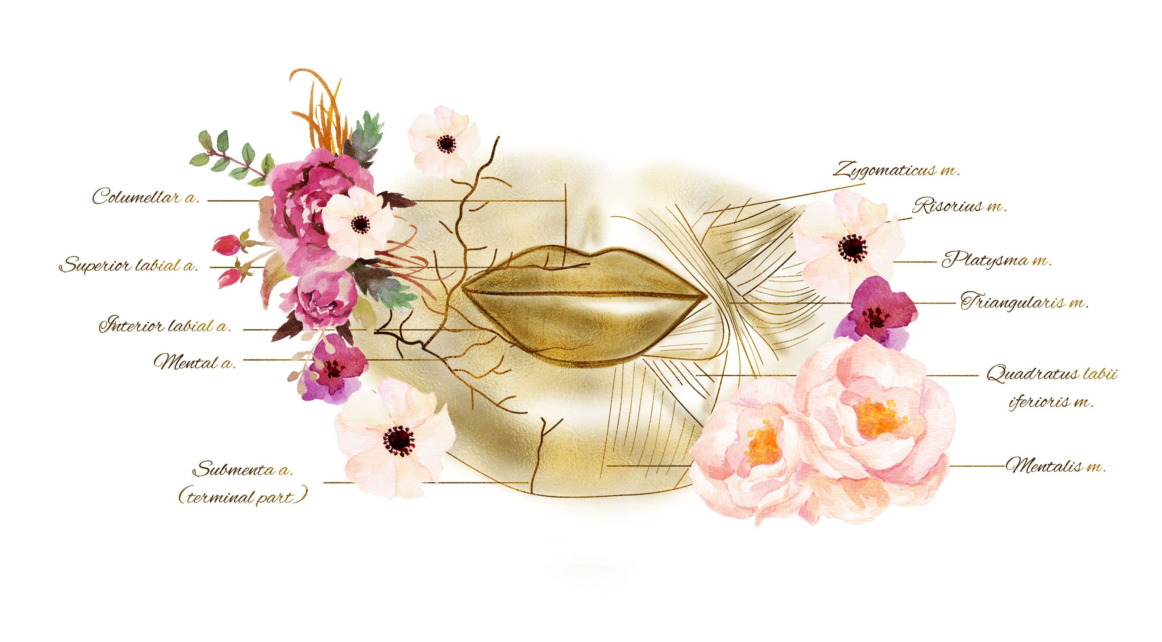 Artistic depiction of lip anatomy with floral elements at Flawless Faces By Pamela, County Meath, County Meath, IE.