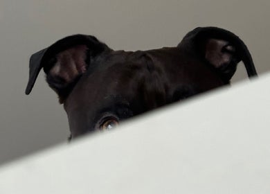 Σκύλος πίσω από φράγμα, στο The Animals - Pet Grooming and More, Αθήνα, GR.