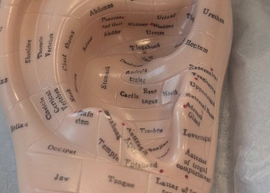 Reflexology ear model at Stephanie Moore Reflexology, Derby, England, GB, used for holistic therapy.