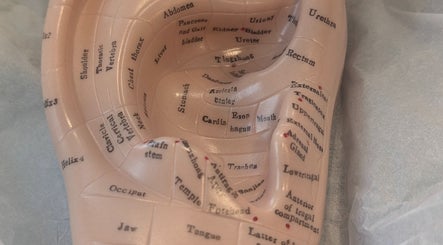 Reflexology ear model at Stephanie Moore Reflexology, Derby, England, GB, used for holistic therapy.