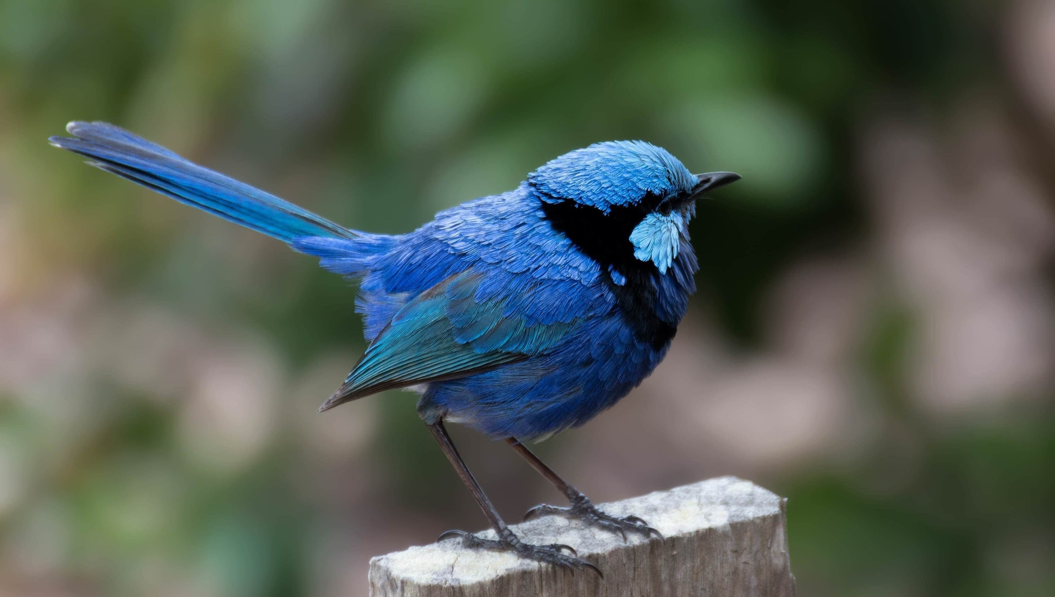 Vibrant blue wren at Blue Bird Botanicals, Taringa, Queensland, AU, symbolizing natural beauty and wellness.