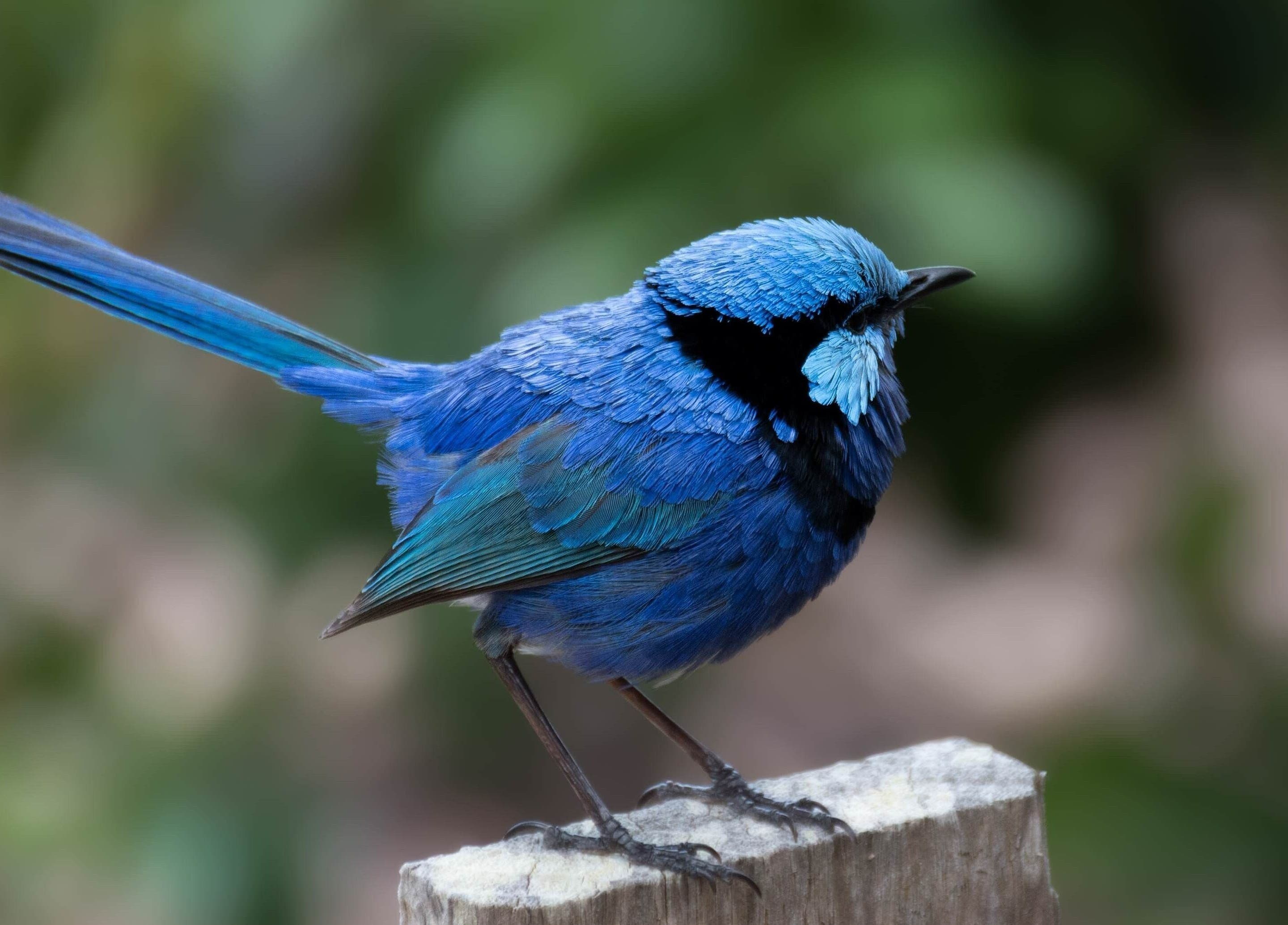 Vibrant blue wren at Blue Bird Botanicals, Taringa, Queensland, AU, symbolizing natural beauty and wellness.