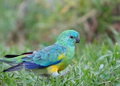 Colorful parakeet amidst grass at Blue Bird Botanicals, Taringa, Queensland, AU.