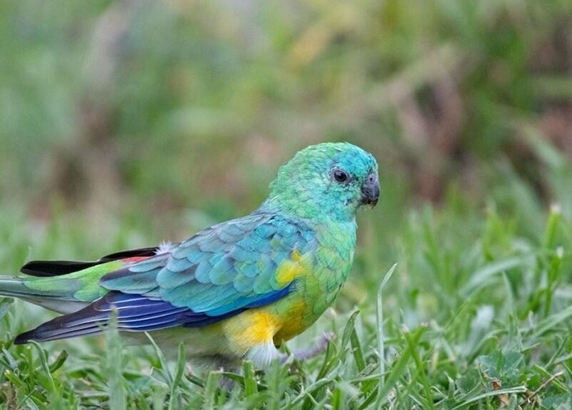 Colorful parakeet amidst grass at Blue Bird Botanicals, Taringa, Queensland, AU.