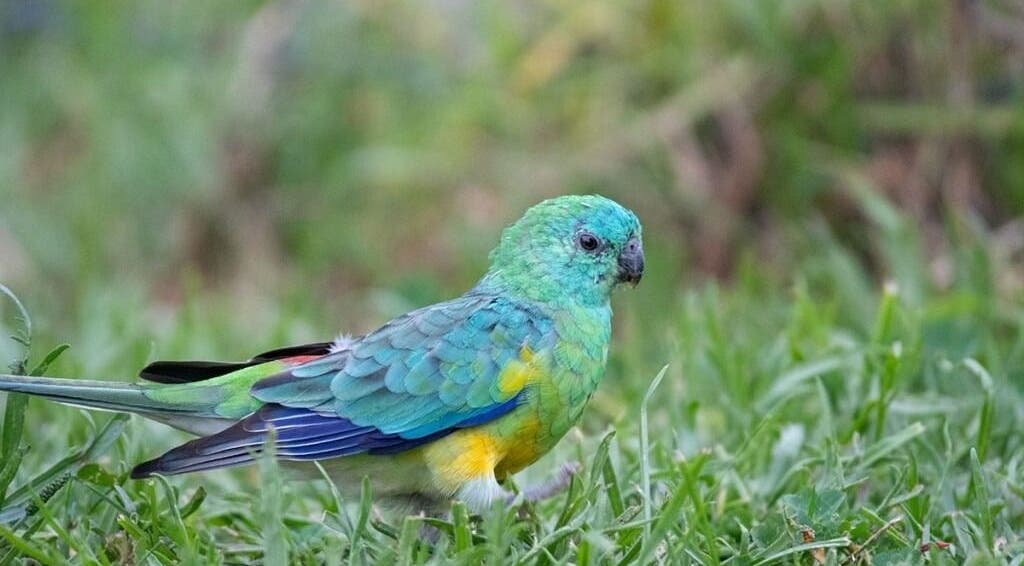 Colorful parakeet amidst grass at Blue Bird Botanicals, Taringa, Queensland, AU.