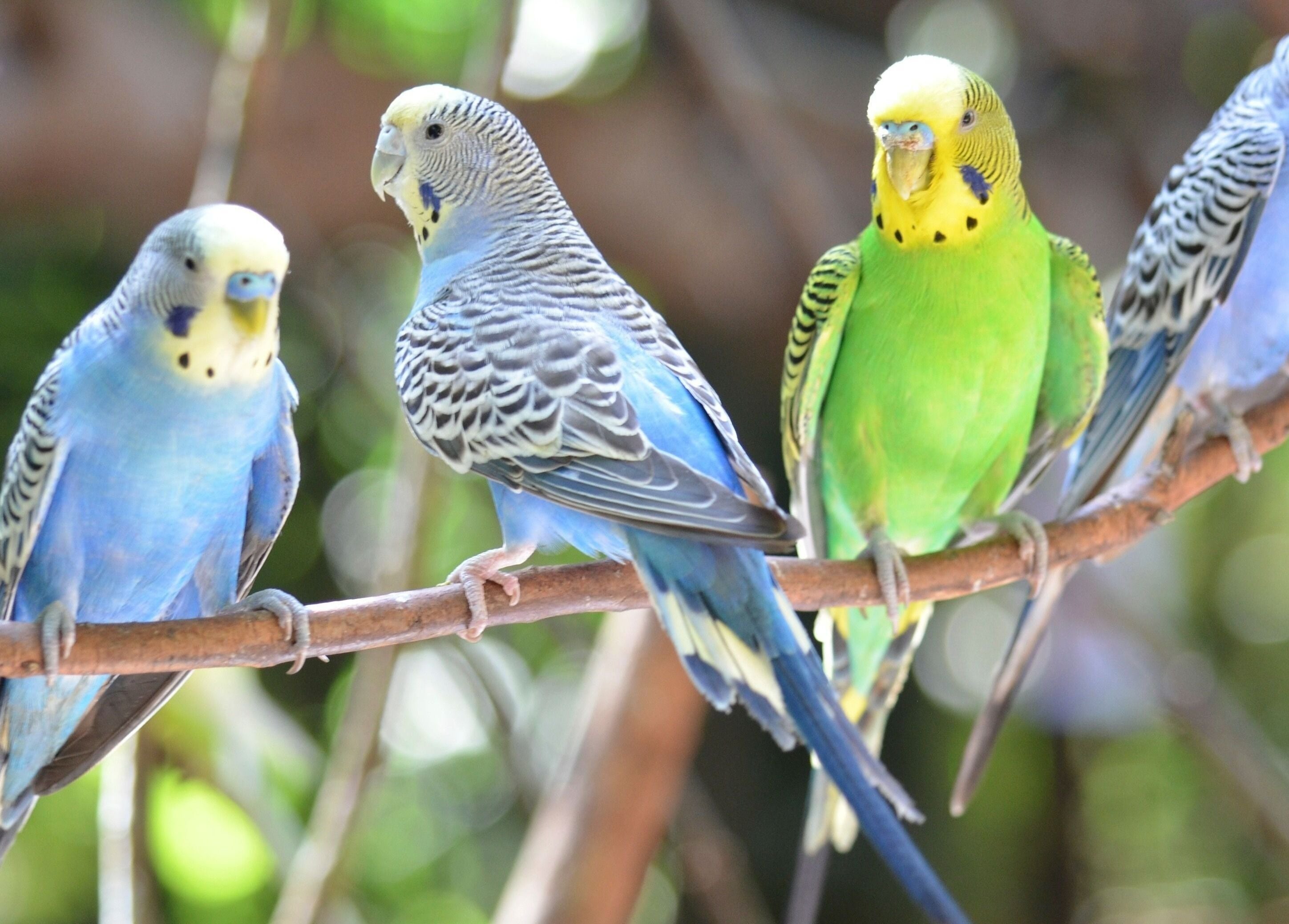 Colorful budgies perched on branch at Blue Bird Botanicals, Taringa, Queensland, AU.
