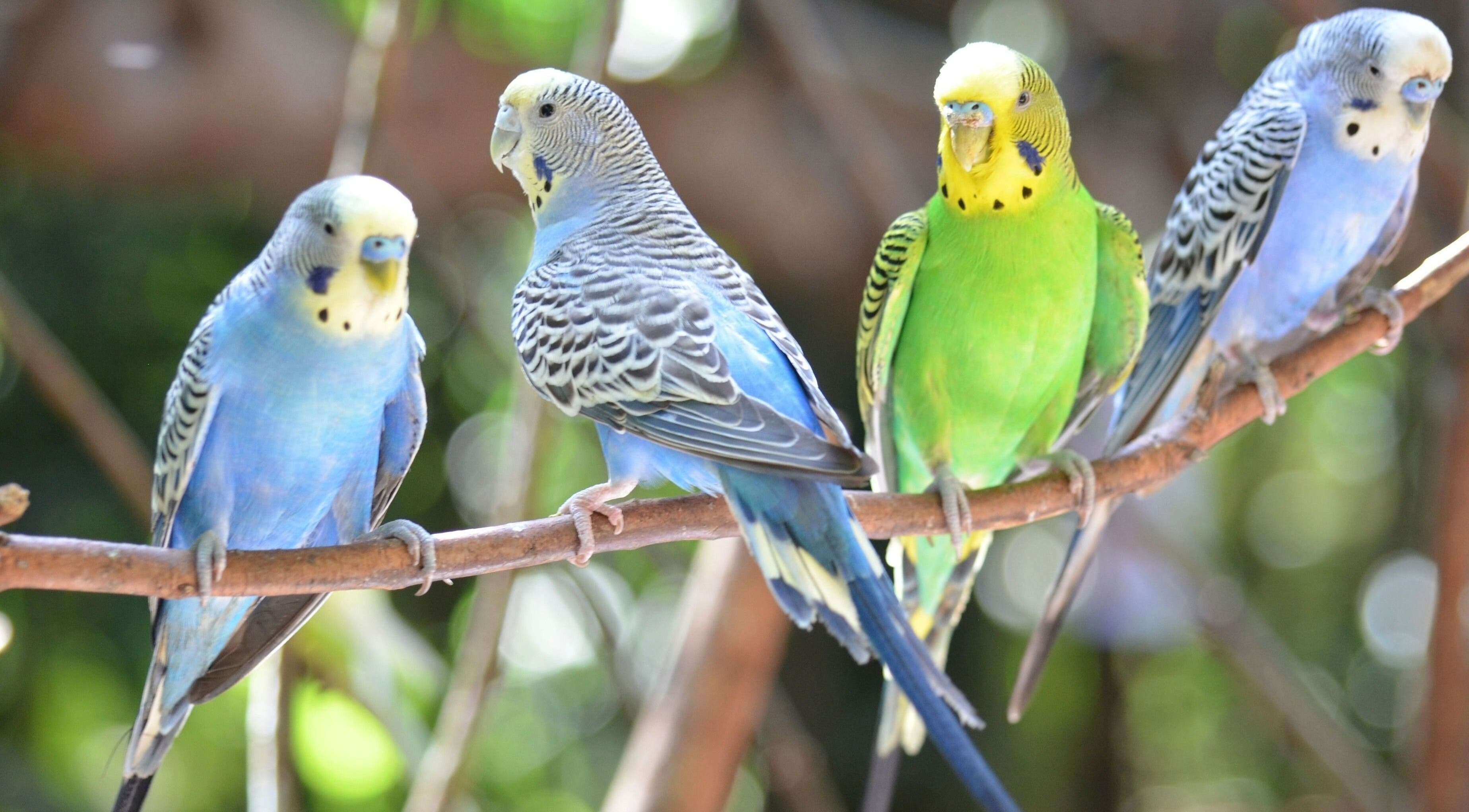 Colorful budgies perched on branch at Blue Bird Botanicals, Taringa, Queensland, AU.
