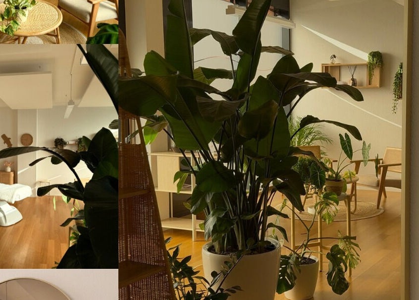 Innenansicht von Ästhetikoase Landa in Ebikon, Luzern, CH mit moderner Einrichtung und Pflanzen.