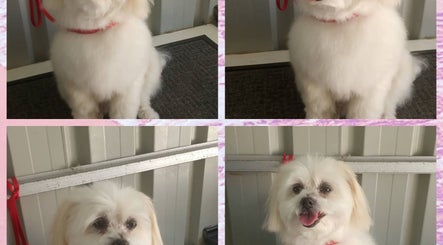 Stylishly groomed white dog at Pimp My Paws Pet Services, Rockingham, Western Australia, AU.