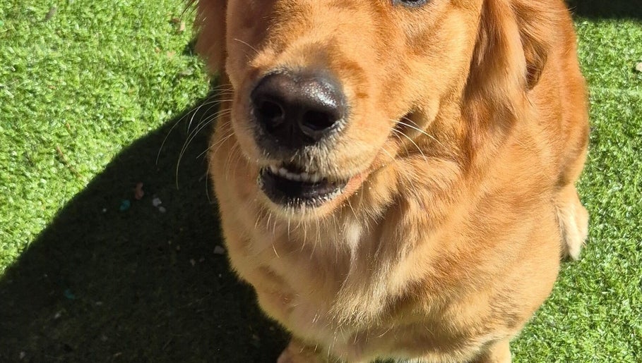 Golden retriever enjoying sunny day at Pimp My Paws Pet Services, Rockingham, Western Australia, AU.