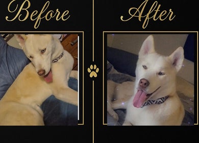 Before and after pet grooming at Pimp My Paws Spa Pet Services in Rockingham, Western Australia, AU.