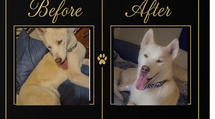 Before and after pet grooming at Pimp My Paws Spa Pet Services in Rockingham, Western Australia, AU.