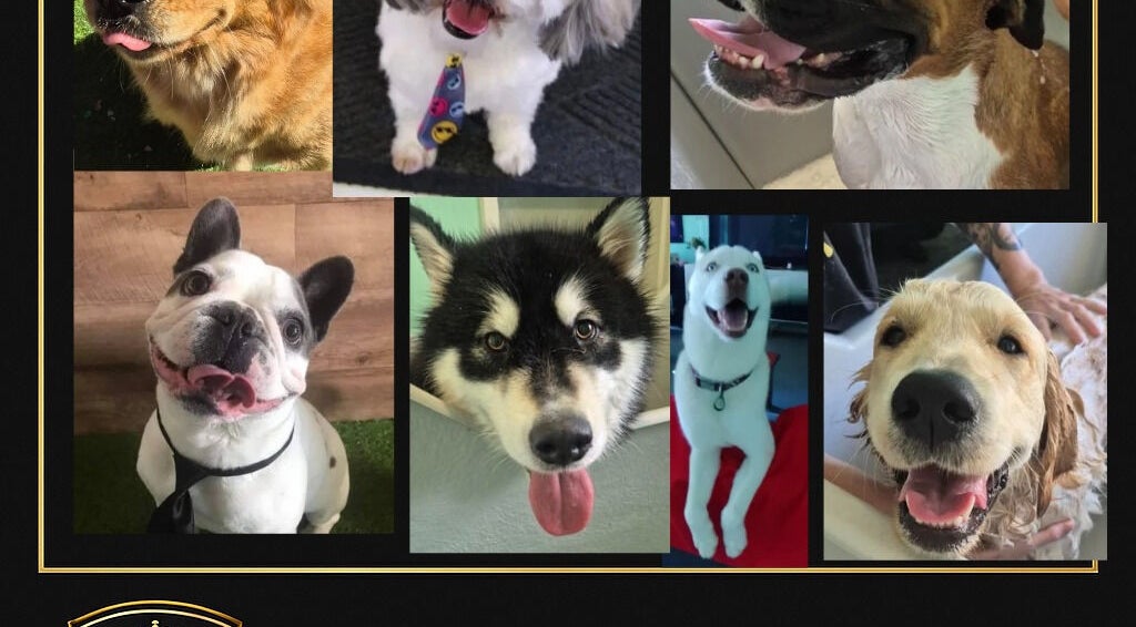 Happy dogs enjoy grooming at Pimp My Paws in Rockingham, Western Australia, AU.