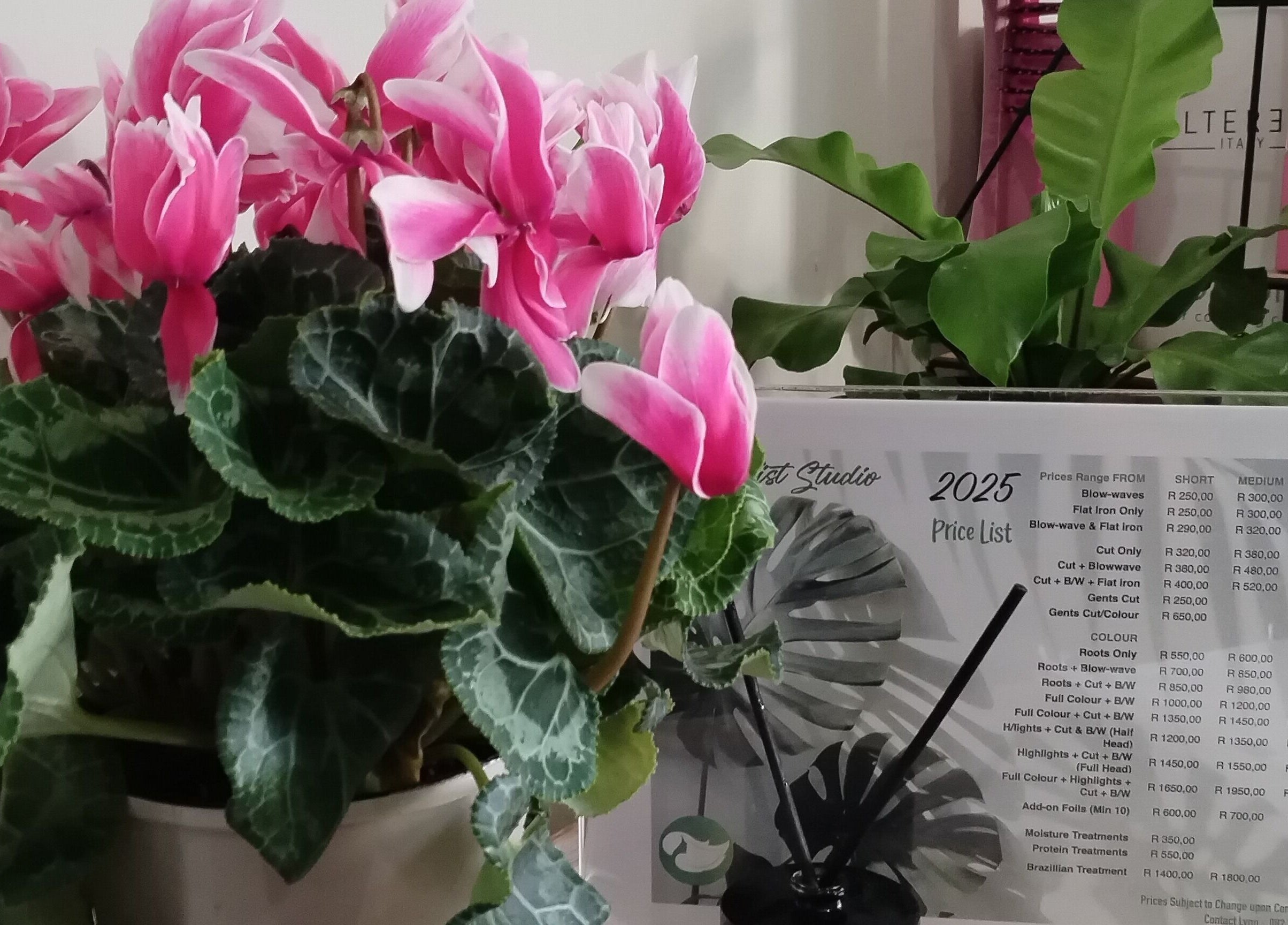 The Stylist Studio's lush plant decor with price list in Berea, Kwazulu-natal, ZA.